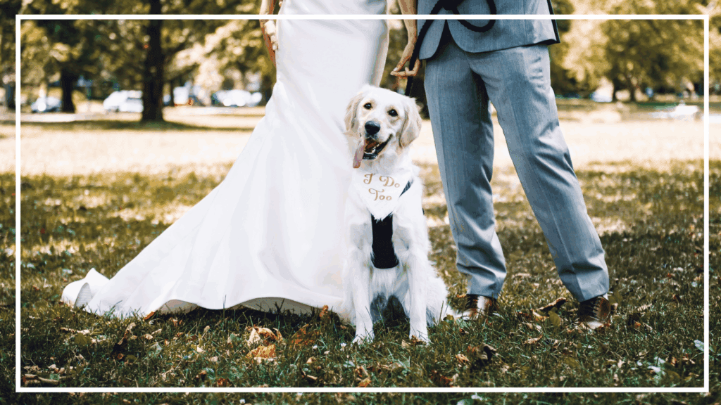 Wedding Dapper Dogs My Cornish Pet Companion