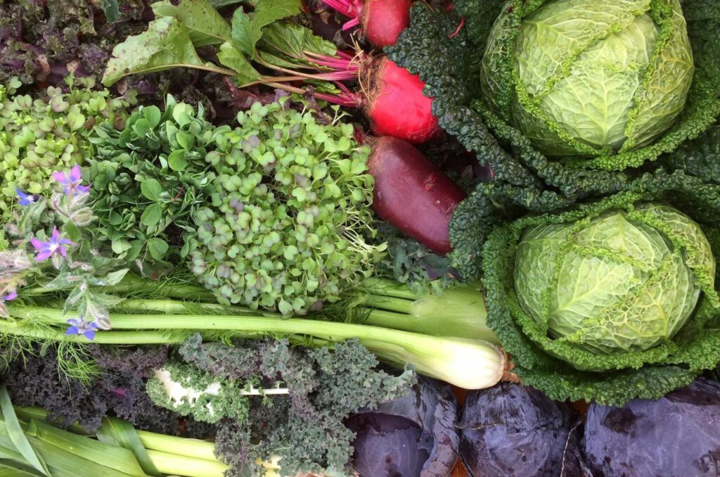 lg Vegetables from Padstow Kitchen Gardens